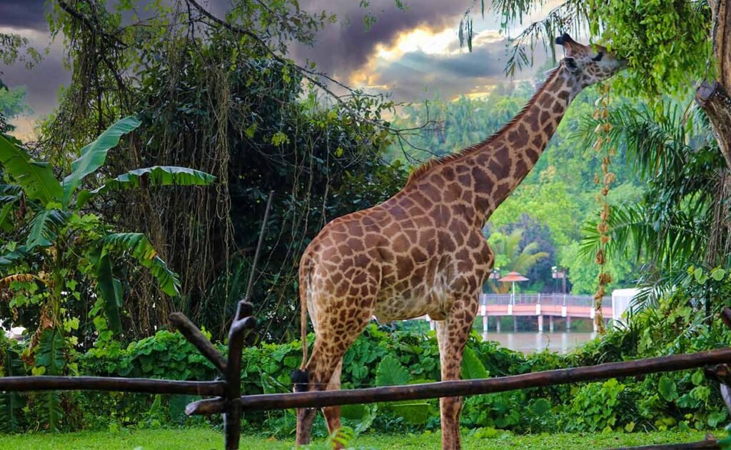 Singapore zoo