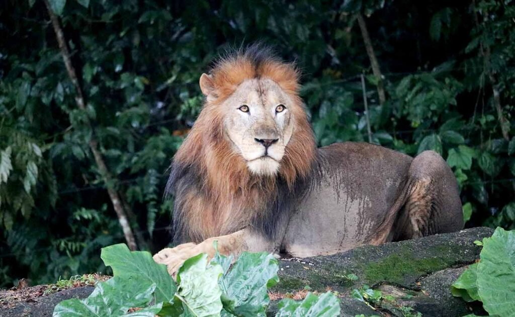 Singapore zoo
