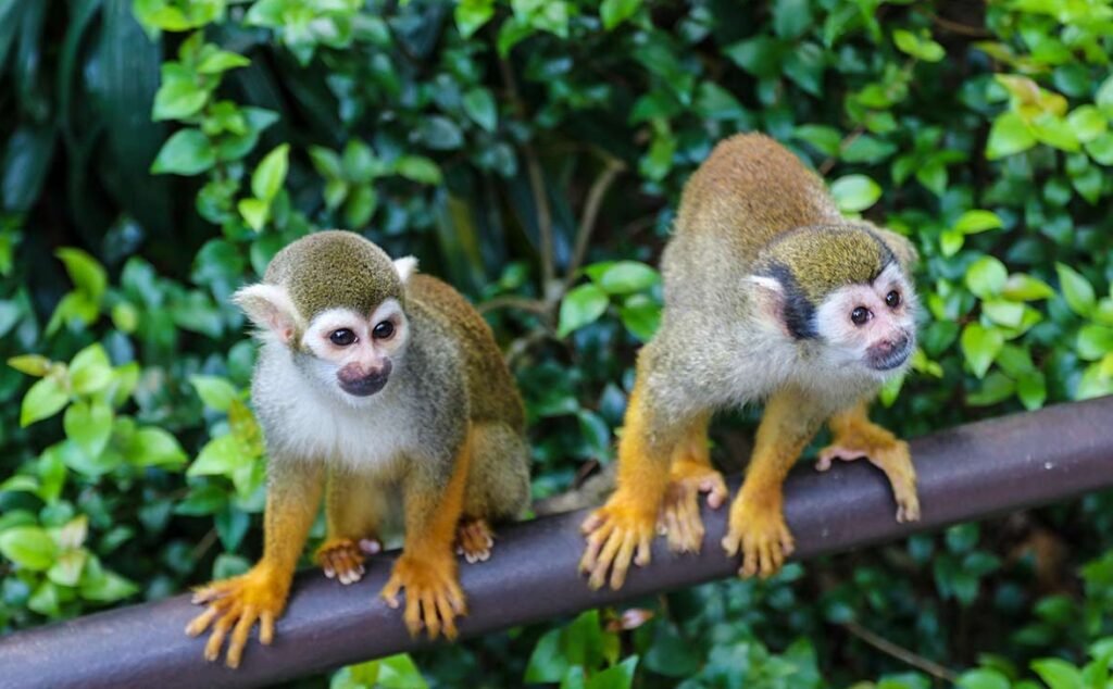 Singapore zoo