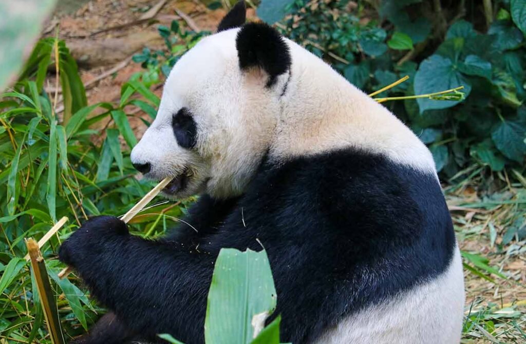 Singapore zoo