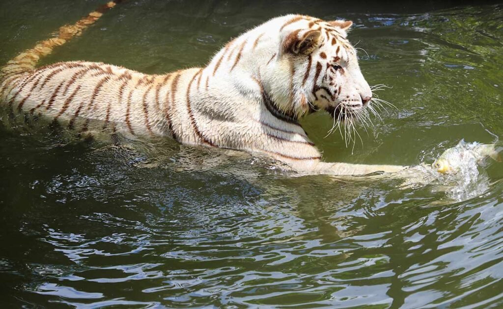 Singapore zoo