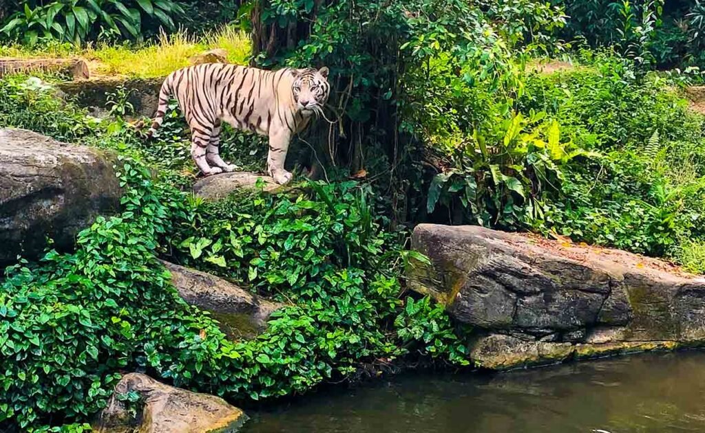 Singapore zoo