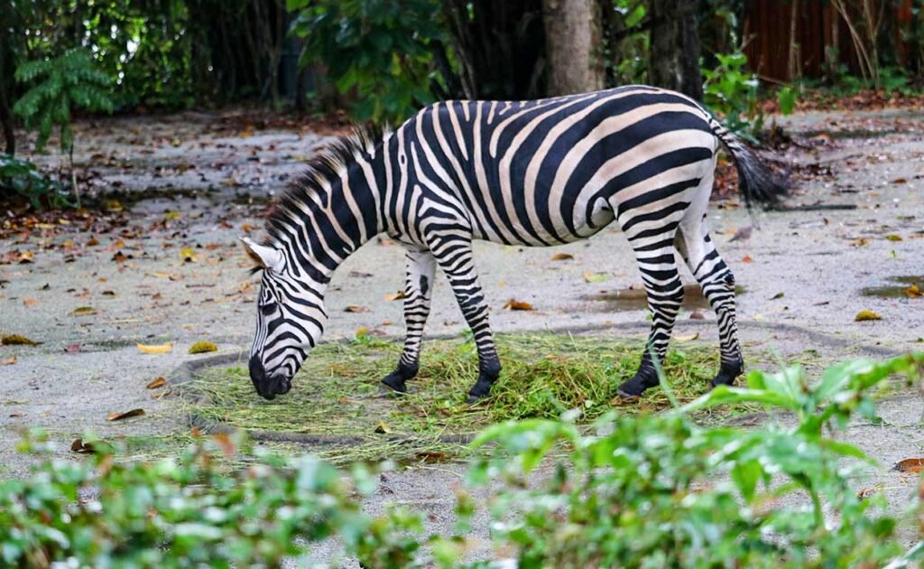 Singapore zoo
