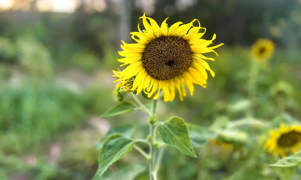 Sunflower