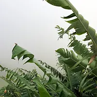 caribbean videos