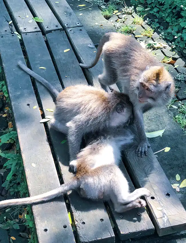 Ubud Monkey Forest