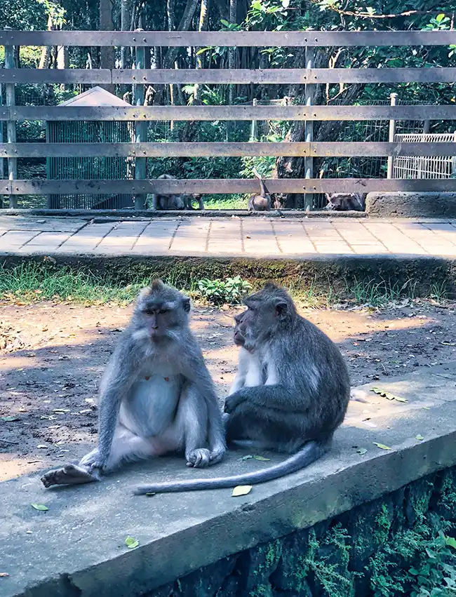 Ubud Monkey Forest