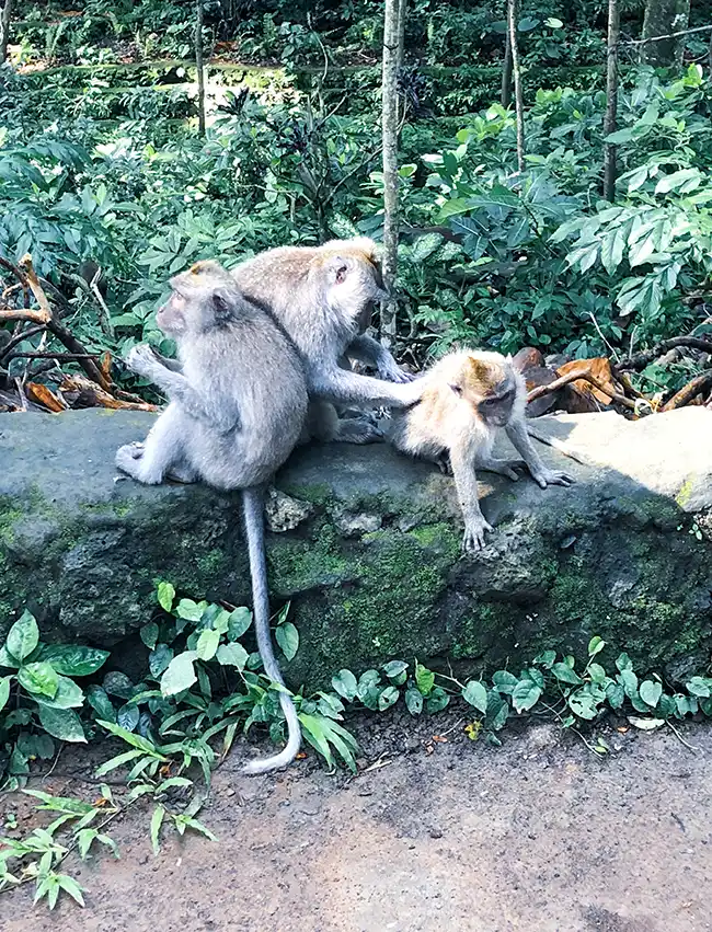 Ubud Monkey Forest