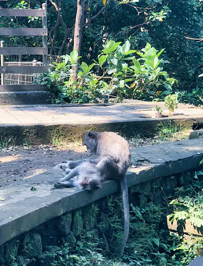 Ubud Monkey Forest