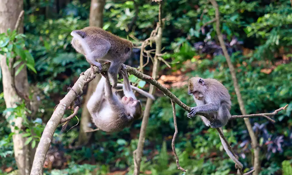 Ubud Monkey Forest