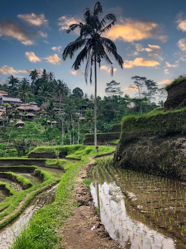 Tegallalang Rice Terrace, Bali