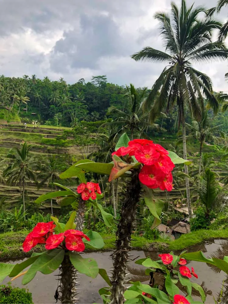 Tegallalang Rice Terrace, Bali