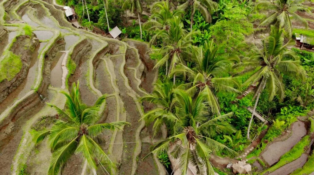 Tegallalang Rice Terrace, Bali