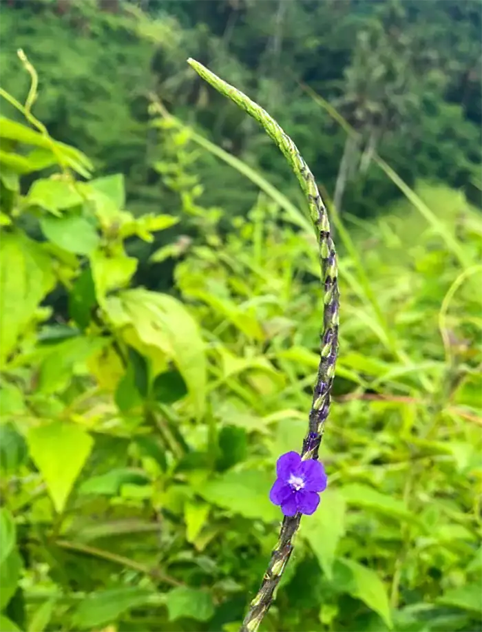 Campuhan Ridge Walk, Bali