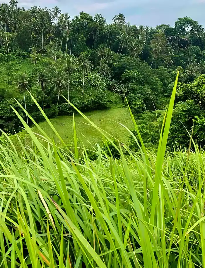 Campuhan Ridge Walk, Bali