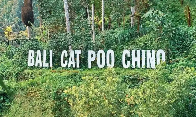 Cat Poo Chino, Bali