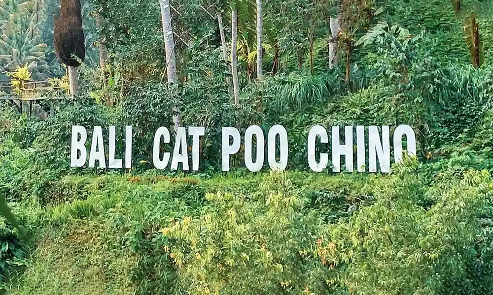 Cat Poo Chino, Bali