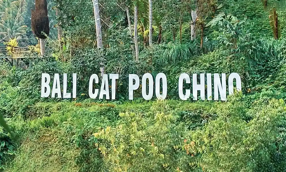 Cat Poo Chino, Bali