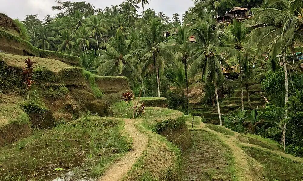 Tegallalang Rice Terrace, Bali