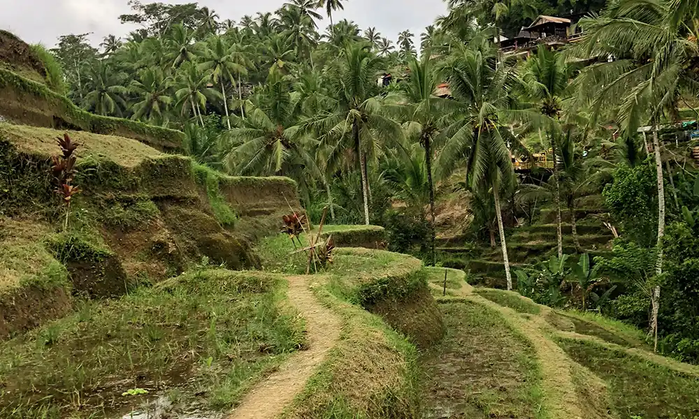 Tegallalang Rice Terrace, Bali