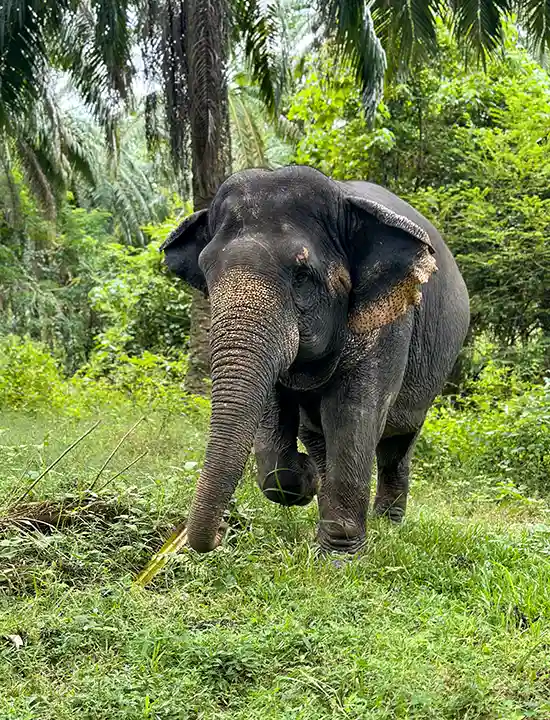 Elephant Sanctuary