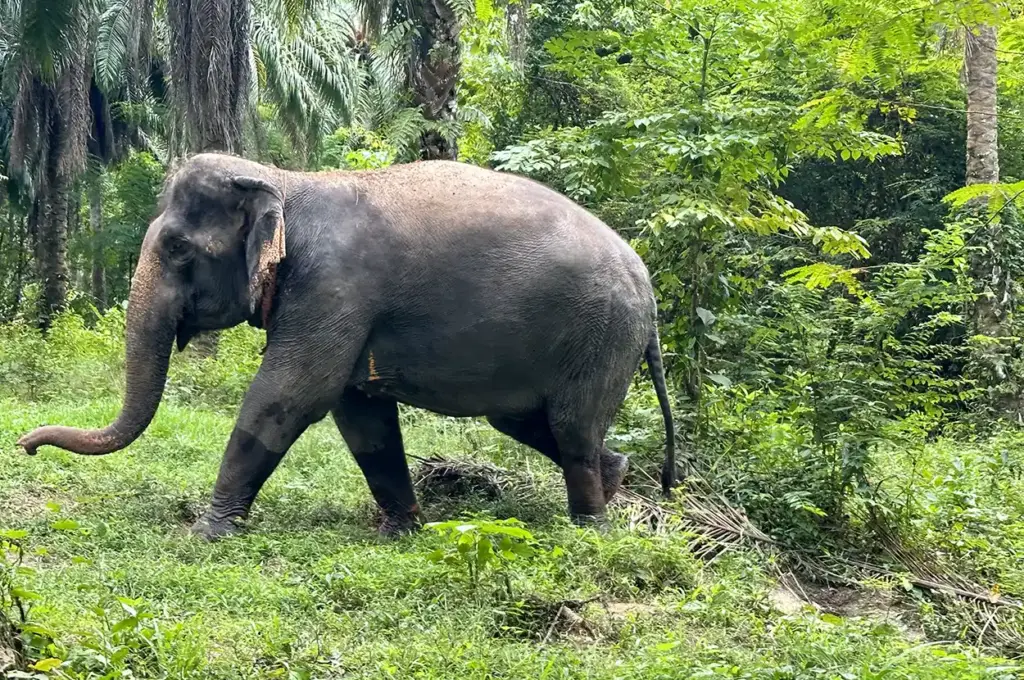 Elephant Sanctuary