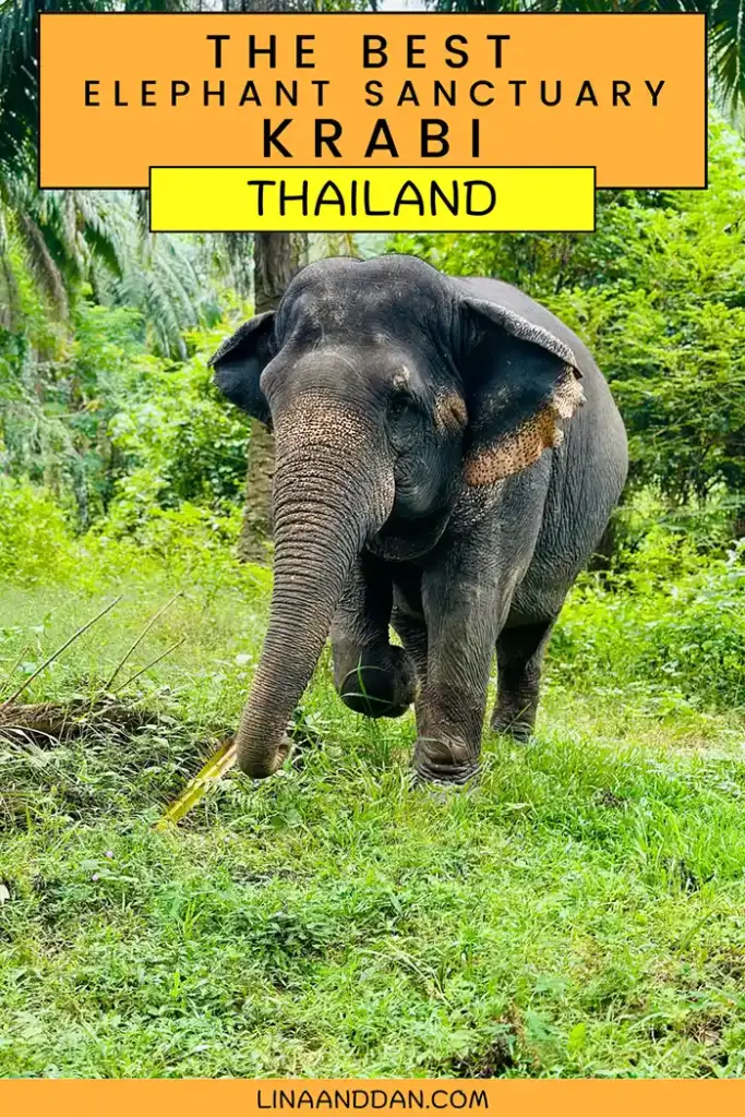 Pinterest Elephant